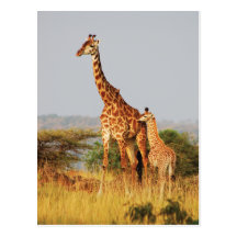 Baby Giraffe wildlife postcards