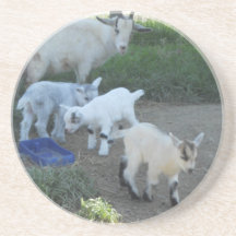 Baby Goat Family Drink Coasters