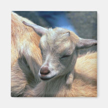 Baby Goat Fridge Magnets