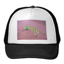 Baby gum trees hat