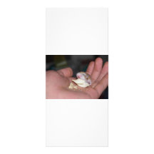 baby_hamster_eating_chips custom rack card