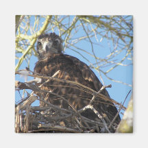 Baby Hawk Fridge Magnets
