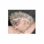 Baby Hedgehog Sculpture Cut Out