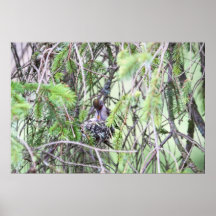 Baby Hummingbirds in a Nest Poster