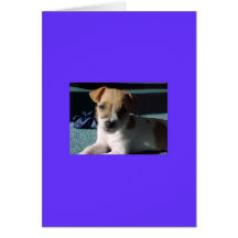 baby jack russell terrier cards