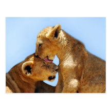 Baby lions love postcards