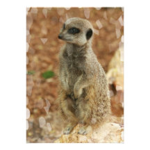 Baby Meerkat Invitation