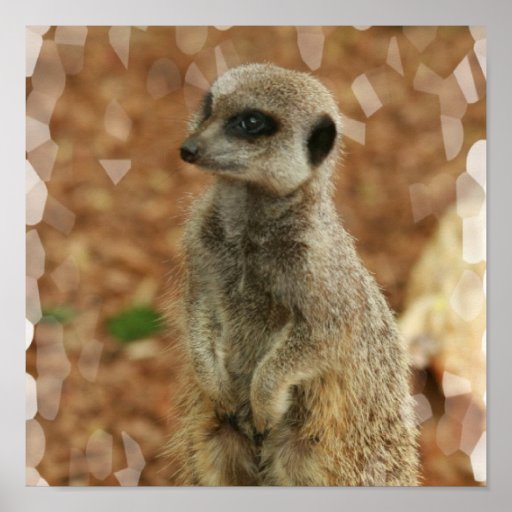 Baby Meerkat Poster Pr... Meerkat Pictures To Print