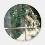 Baby Monkey Fridge Magnets