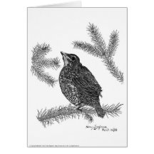 Baby North American Robin Pen and Ink Greeting Cards
