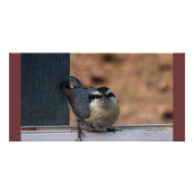 Baby Nuthatch Picture Card
