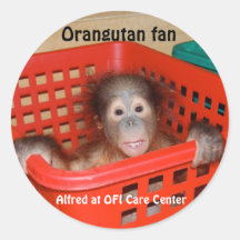 Baby Orangutan Alfred Sticker