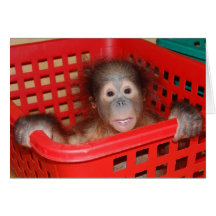 Baby Orangutan Orphan Greeting Cards
