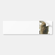 Baby Penguin Bumper Stickers