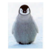 Baby Penguin Postcards