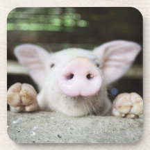 Baby Pig in Pen, Piglet Drink Coaster