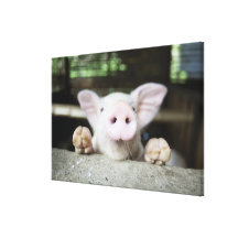 Baby Pig in Pen, Piglet Gallery Wrap Canvas