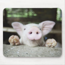 Baby Pig in Pen, Piglet Mouse Pads