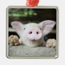 Baby Pig in Pen, Piglet Ornament