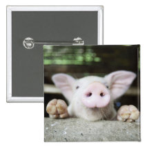 Baby Pig in Pen, Piglet Pinback Buttons