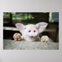 Baby Pig in Pen, Piglet Print