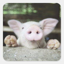Baby Pig in Pen, Piglet Stickers