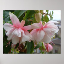 Baby Pink and White Fuschia Flowers Print