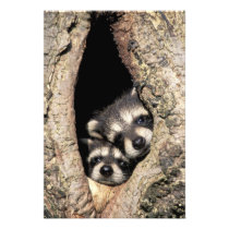 Baby raccoons in tree cavity Procyon