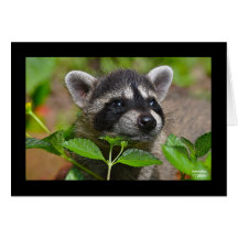 Baby Racoon Notecard