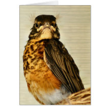 Baby Robin Greeting Card