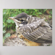 Baby Robin Print