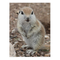 Baby Round-tailed Ground Squirrel postcards