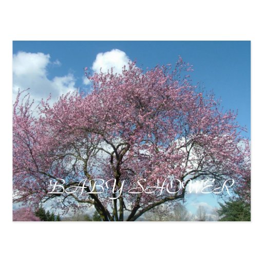 baby shower, spring cherry blossoming tree post cards