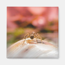 Baby Spider's First Day Fridge Magnet