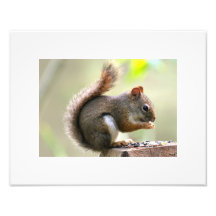 Baby Squirel Photo