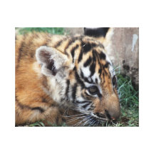Baby Tiger cub lying down Gallery Wrap Canvas