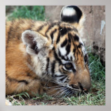 Baby Tiger cub lying down Posters