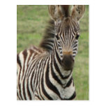 Baby Zebra Postcard
