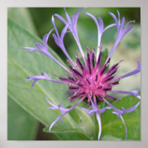 Bachelor Button Flower Blossom Poster