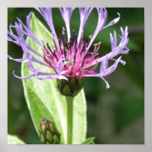 Bachelor Button Flower Print