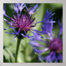 Bachelor Button Plant Poster Print