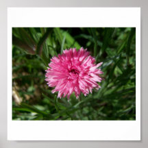 Bachelors Button Pink by Jocelyn Burke Poster