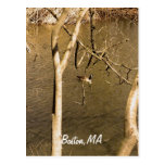 Back Bay Fens Wildlife Postcard