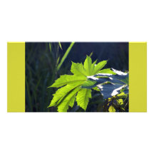 Back-lit Leaf in Mexico Custom Photo Card