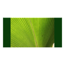 Back Lit Palm Leaf in Mexico Photo Card Template