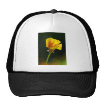 Back Lit Poppie Mesh Hat