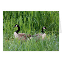 Back-to-back Geese Card