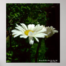 Backyard Pics Daisies Print