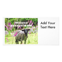Bad Black Sheep Photo Greeting Card