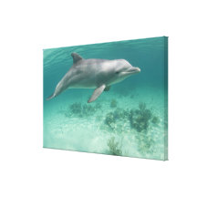 Bahamas, Grand Bahama Island, Freeport, Captive 6 Gallery Wrapped Canvas